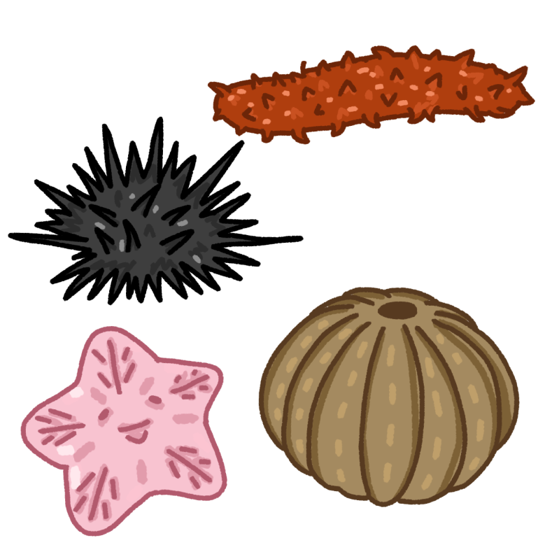  A group of 4 echinoderms, top right is a orange and red sea cucumber, top left is a black sea urchin, bottom left is a pink star fish, and a sand dollar 